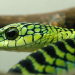 Миниатюра к