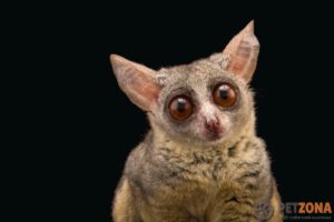 Бушбеби — галаго (bush baby ????)