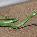 Миниатюра к