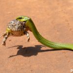 Миниатюра к