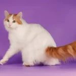 Миниатюра к 