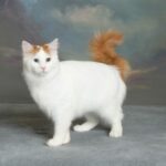 Миниатюра к 