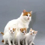 Миниатюра к 