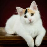 Миниатюра к 