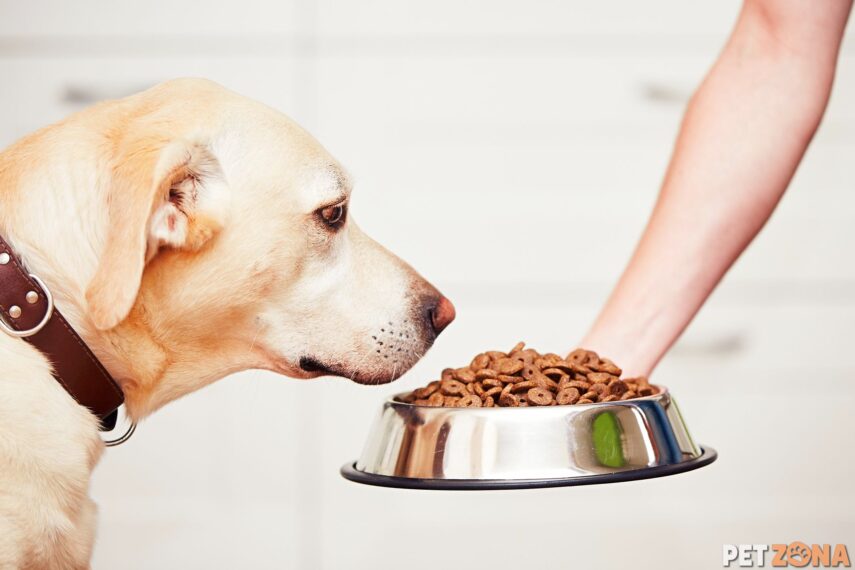 Почему нельзя кормить собаку сухим кормом