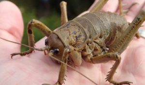 Уэта — сверчок размером с воробья