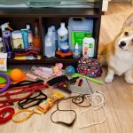 Что необходимо купить для щенка