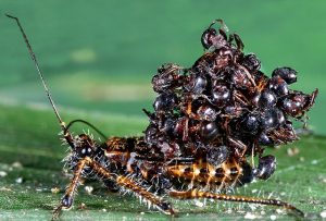 Клоп-хищнец: маскировка телами муравьев и другие странности