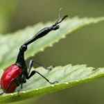 Миниатюра к