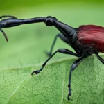 Миниатюра к