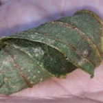 Миниатюра к