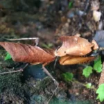 Миниатюра к