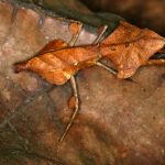 Миниатюра к http://Богомол%20"Мертвый%20лист"