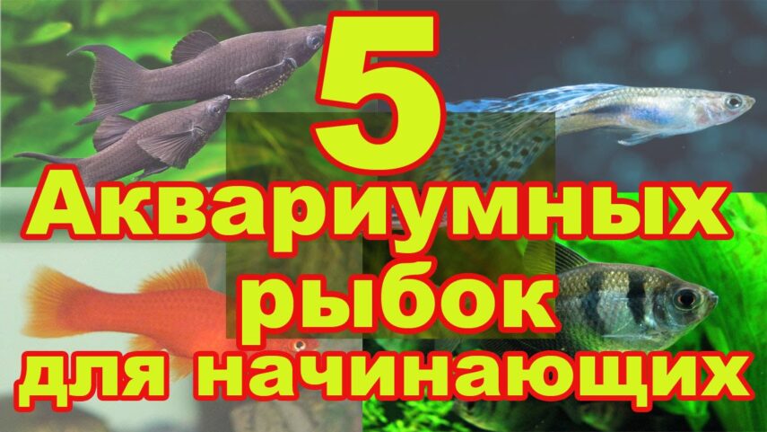 Что нужно новичку, чтобы обустроить аквариум?