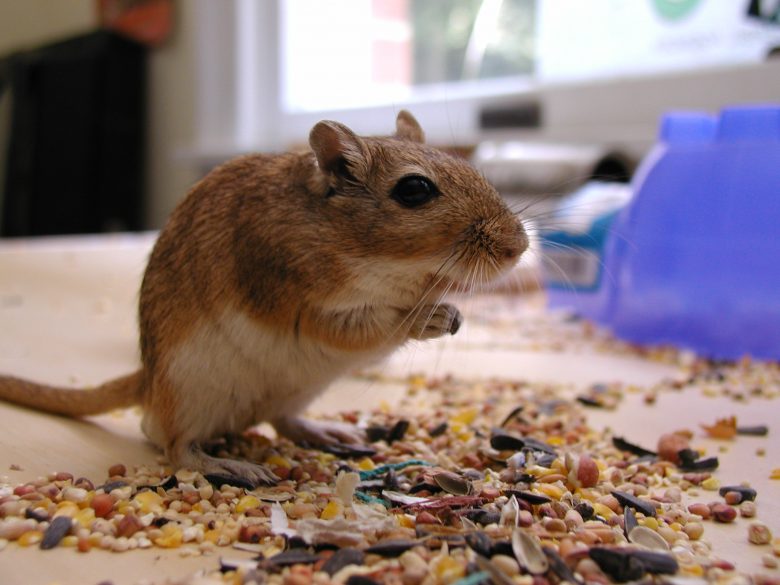 Песчанка – мышь, хвостатый хомяк или мини-тушканчик?