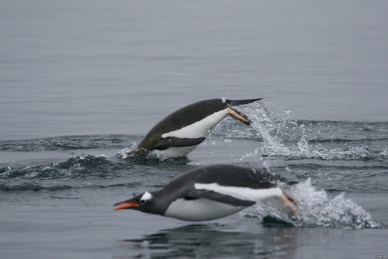 Десять интересных фактов о пингвинах