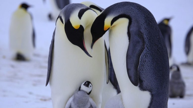 Десять интересных фактов о пингвинах