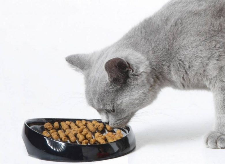 Какой корм лучше для кошек?