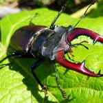 Хук-олень или жук-рогач