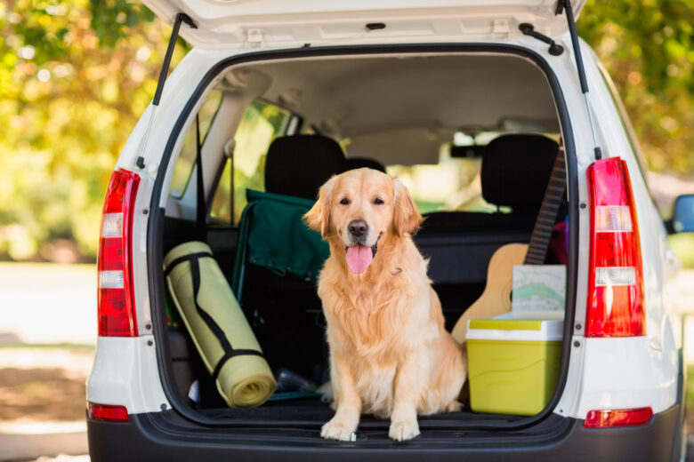 Собака в машине: комфорт и безопасность