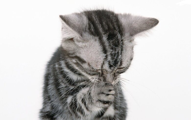 Лечение насморка у кошек