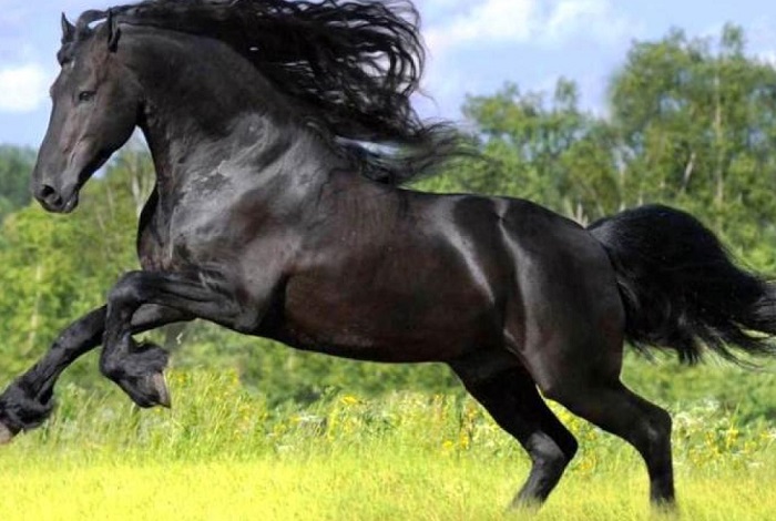 Самые дорогие лошади в мире