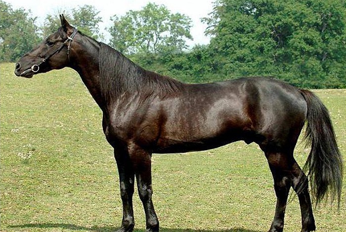 Самые дорогие лошади в мире