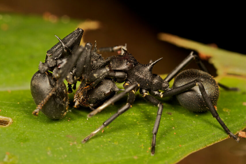 Cephalotes муравьи. Aphantochilus rogersi. Кефалоты муравьев. Красноголовый муравей паук.