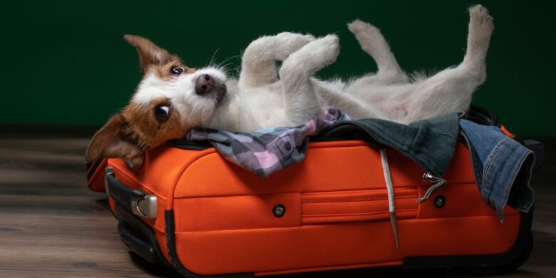 Как перевозить собаку в самолете