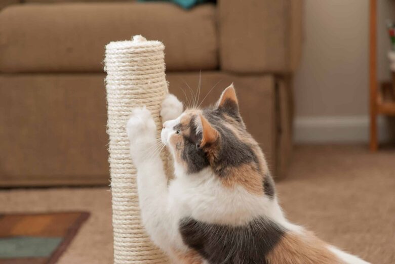 Как сохранить мебель от когтей кошки