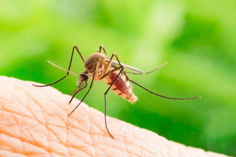 Почему комар – самый смертоносный представитель животного мира
