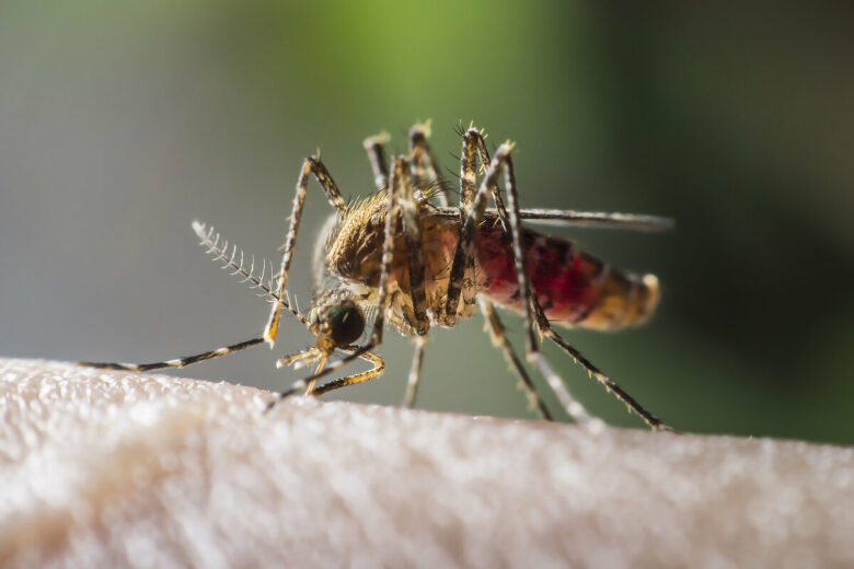 Почему комар – самый смертоносный представитель животного мира