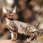 Миниатюра к