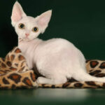 Миниатюра к