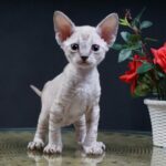 Миниатюра к