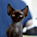 Миниатюра к