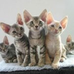 Миниатюра к