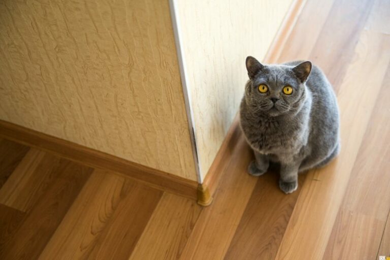 Отучаем кота метить территорию: причины поведения и эффективные методы