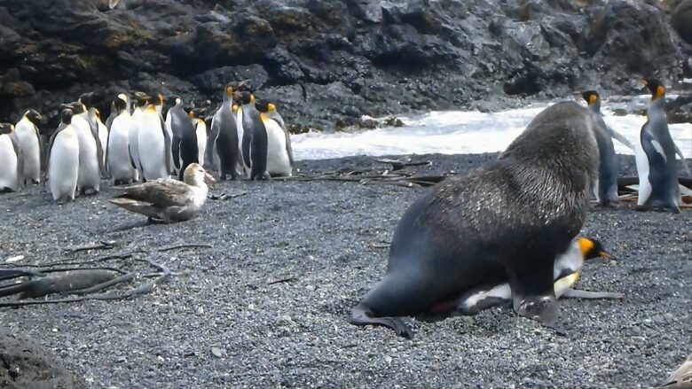 Почему морские котики насилуют пингвинов?
