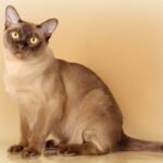 Миниатюра к 