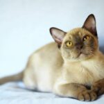 Миниатюра к 