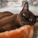 Миниатюра к 