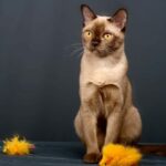 Миниатюра к 