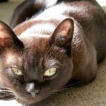 Миниатюра к 