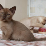 Миниатюра к 