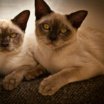 Миниатюра к 