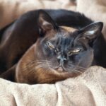 Миниатюра к 