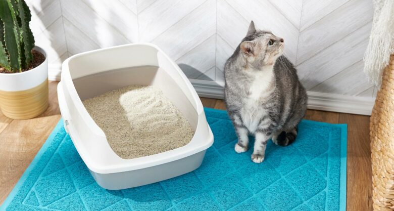 Секреты выбора наполнителя для кошачьего туалета