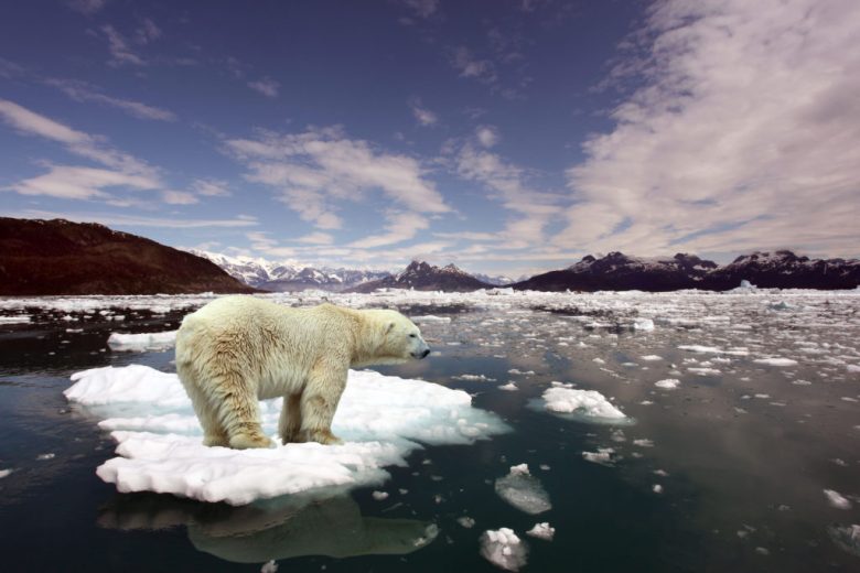 Белые медведи — пионеры глобального потепления