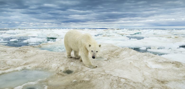 Белые медведи — пионеры глобального потепления
